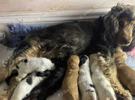 Show type cocker spaniel babies