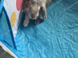 2 male rabbits