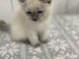 ragdoll kitten