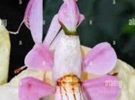 Orchid mantis. SALE L. ONLY  A FEW LEFT