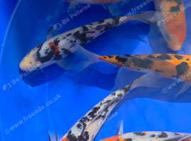 Koi Carp for sale