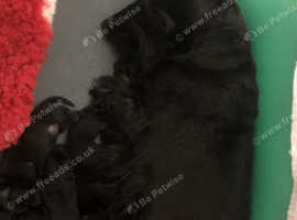 Scottish terrier puppy's