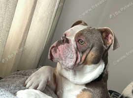 Old English bulldog
