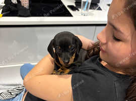 Gorgeous Pedigree mini / midi Dachshunds - Lancashire - available from 29th April