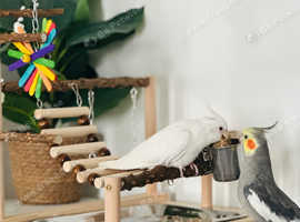 Bonded pair cockatiels Kent
