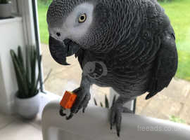 Missing African Grey Parrot in Pershore