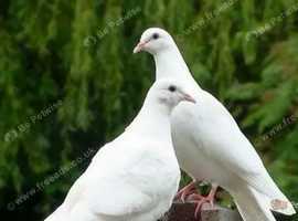 Original White Doves