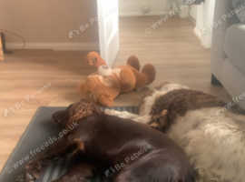 Sprocker