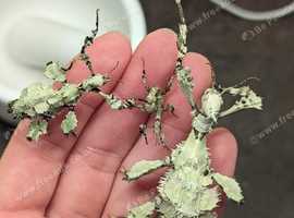 Lichen morph Macleay's spectre stick insect nymphs (Extatosoma tiaratum)