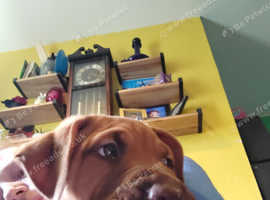 Rottweiler x staff x Dalmatian puppy