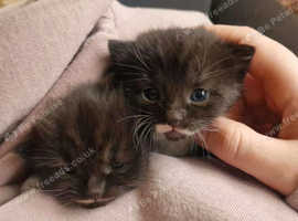 Two gorgeous kittens