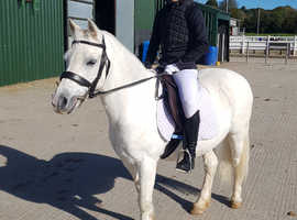 14hh -14.2hh all rounder wanted.