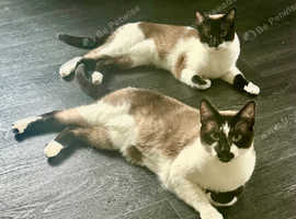 4 year old male indoor cats