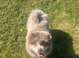 Stunning miniature chow chow male puppies for sale
