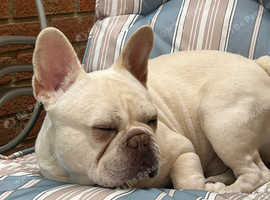 Male French bulldog