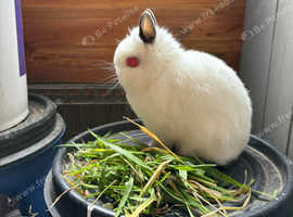 Two stunning Netherland dwarfs Babies