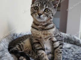 Gorgeous BSH x Bengal Girl Kitten