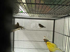 Canary males and females, yellow green