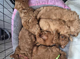Miniature poodles kc registered