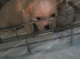 2 Jack tzu puppies, 3 weeks old. Needing forever homes