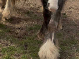 Cob colt to make 14h+