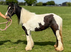 12hh cob mare