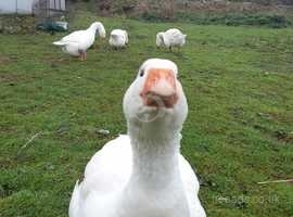 Embden Geese