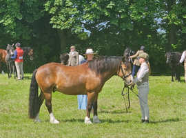 Welsh section C/D for Sale