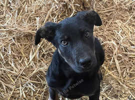 6 Month old dog