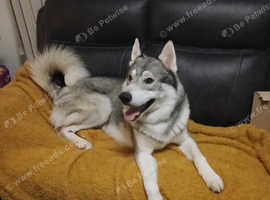 2 Yr old Canadian Eskimo dog