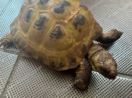 Horsefield Tortoise (four years old)