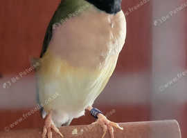 2 female Adult Gouldian finch