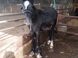 Mr plod the cob yearling colt