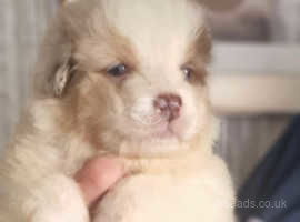 Bull aussie best sale puppies for sale