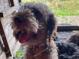 Esta bedlingron terrier x poodle