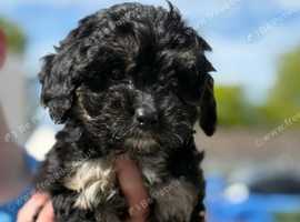 ** 1 cavapoochon puppy left **