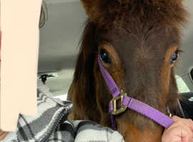 Shetland pony 12 months old