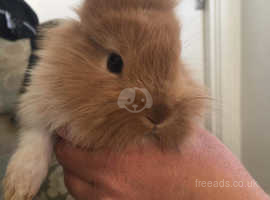 Baby bunny rabbits
