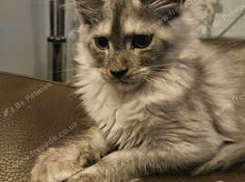 Stunning RARE silver smoke pedigree TICA female. Health tested and ready now.