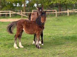 Beautiful welsh c colt