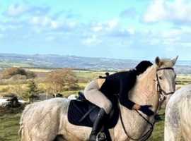 HUNTING HORSE