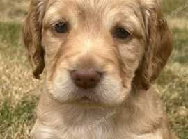 Stunning Working Cocker Spaniel Pups