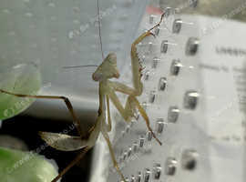 Mantis and jumping spiders for sale