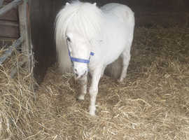 Miniature spotted stallion 4yrs
