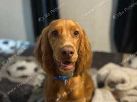 Cocker Spaniel