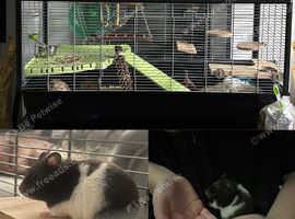 Beautiful friendly Hamster for sale