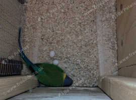 Plum headed parakeet pair