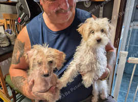 Crestiepoo puppys