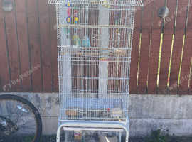 Male Budgies