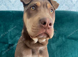 Gorgeous Shar Pei Puppy